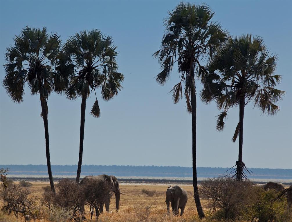Вілла Mokuti Etosha Намутоні Екстер'єр фото