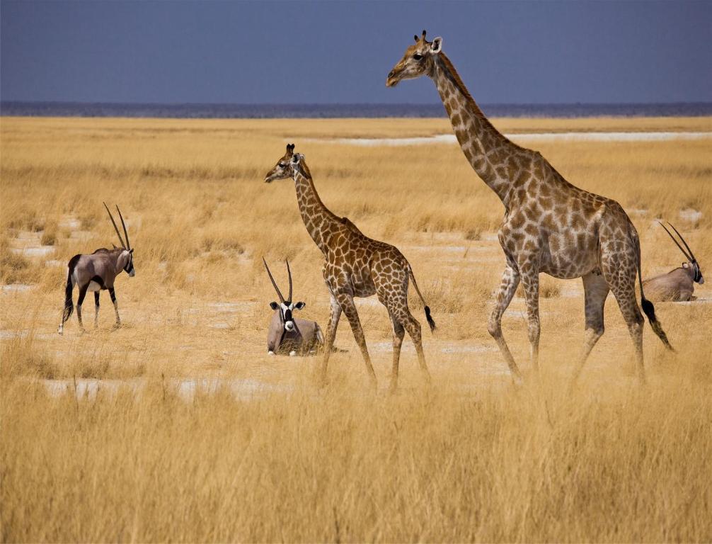 Вілла Mokuti Etosha Намутоні Екстер'єр фото