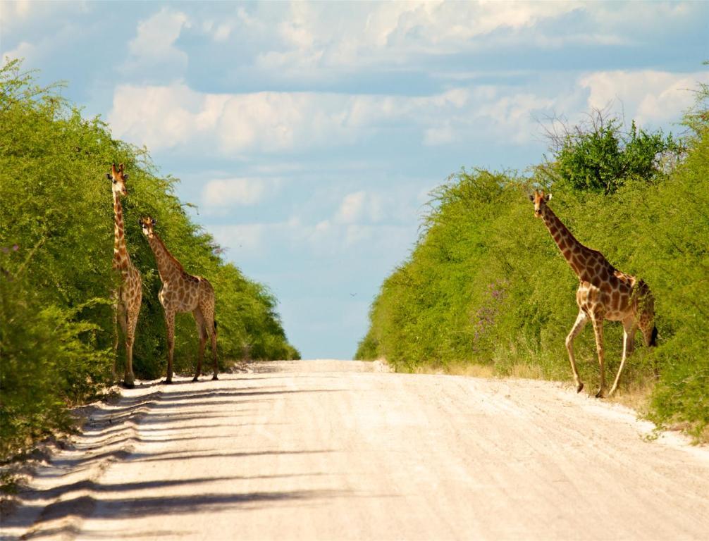 Вілла Mokuti Etosha Намутоні Екстер'єр фото