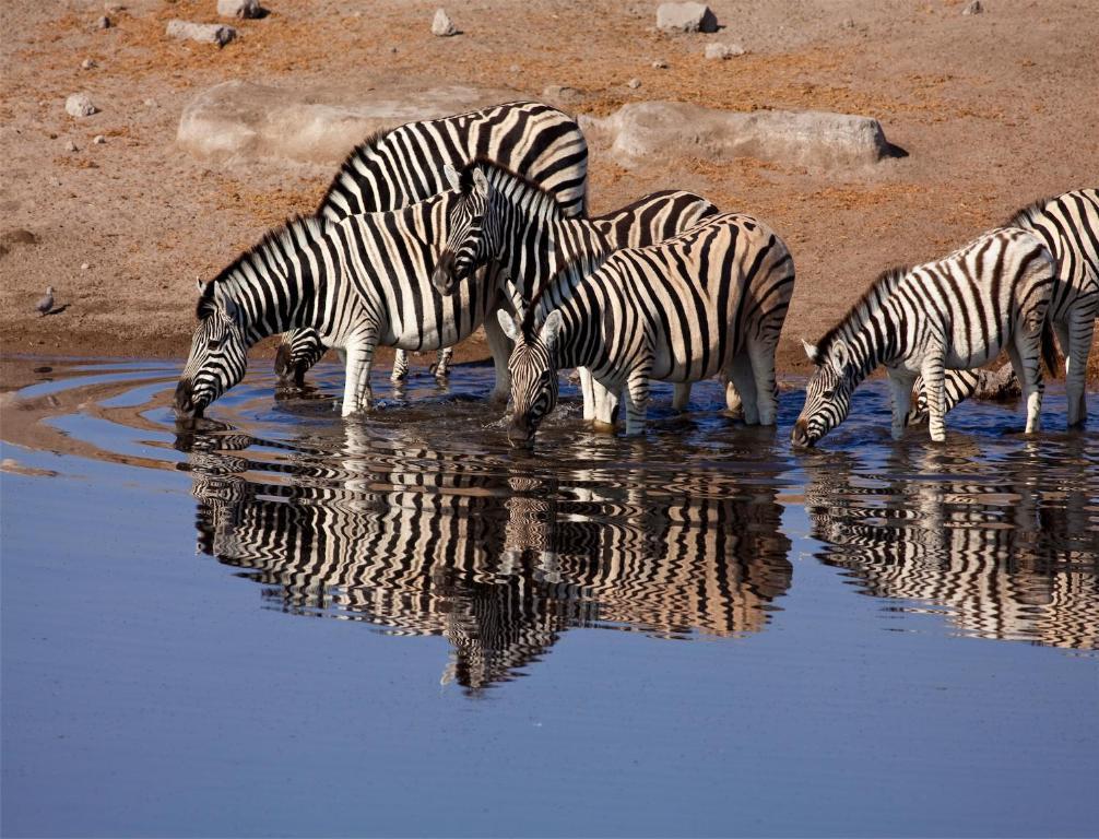 Вілла Mokuti Etosha Намутоні Екстер'єр фото